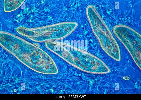 Pantoffel-Animalkule (Paramecium caudatum), Phasenkontrast-MRT-Bild, Vergrößerung x80 bezogen auf 35mm, Deutschland Stockfoto