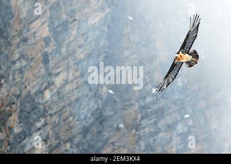 Lammergeier, Bartgeier (Gypaetus barbatus), Erwachsener im Flug über schneebedeckten Alpen, Schweiz Stockfoto