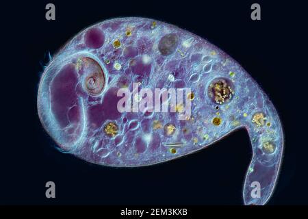 Trompete-Animalcule (Stentor spec.), Differential Interference Contrast image, Vergrößerung x40 bezogen auf 35 mm, Deutschland Stockfoto