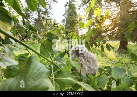 Waldohreule (Asio otus), Junge, Deutschland Stockfoto