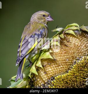 grünfink (Carduelis chloris, Chloris chloris), Männchen an einer Sonnenblume, Deutschland, Baden-Württemberg Stockfoto