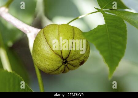 Shag-Bark Hickory, shagbark Hickory (Carya ovata), Fruit, Bundesrepublik Deutschland Stockfoto