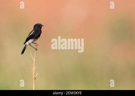 Harter-Steinechat (Saxicola caprata rossorum, Saxicola rossorum), erwachsenes Männchen, Tadschikistan Stockfoto