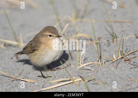 östlicher Schiffer, Bergschiffer (Phylloscopus sindianus, Phylloscopus sindianus sindianus), auf sandigen Boden, Tadschikistan Stockfoto