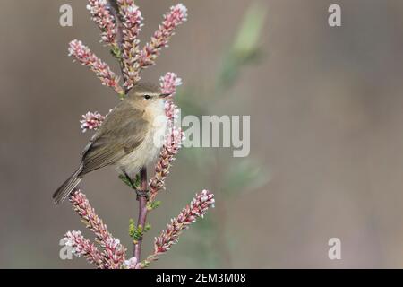 ostschnepfenaff, Bergschnepfenaff (Phylloscopus sindianus, Phylloscopus sindianus sindianus), auf einem blühenden Zweig, Seitenansicht, Stockfoto