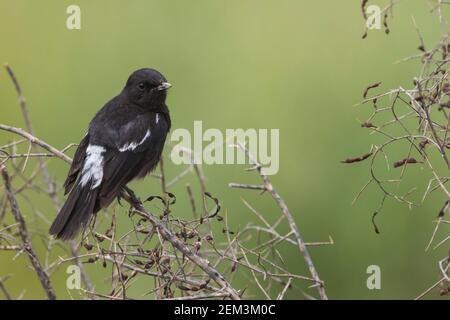 Harter-Steinechat (Saxicola caprata rossorum, Saxicola rossorum), erwachsenes Männchen, Tadschikistan Stockfoto