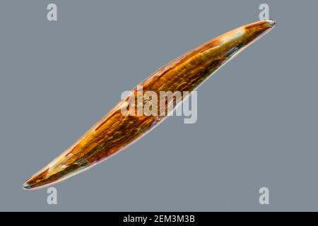 Diatom (Diatomeae), Diatom aus dem Mittelmeer, Differentialinterferenz-Kontrastbild, Vergrößerung x200 bezogen auf 35 mm Stockfoto