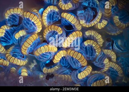 Farn Sporangia, fluoreszierendes Bild, UV-Anregung, mikroskopisches Bild, Vergrößerung x38 bezogen auf 35 mm, Deutschland Stockfoto