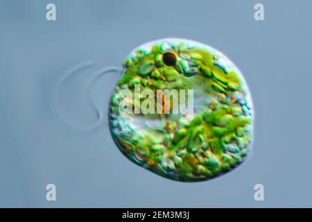 Euglenoid-Flagellat (Euglena gracilis), Differential Interference Contrast Microscope image, Vergrößerung: X250 bezogen auf 35 mm, Deutschland Stockfoto