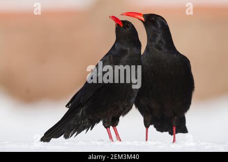 Kanareninsel Rotschnabel (Pyrrhocorax pyrrhocorax barbarus), adultes Paar im Schnee, Marokko Stockfoto