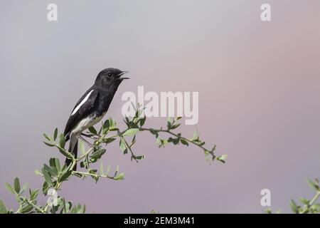 Harter-Steinechat (Saxicola caprata rossorum, Saxicola rossorum), Erwachsene singende männliche Person, Tadschikistan Stockfoto