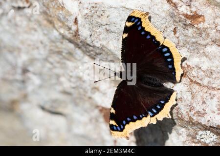 Camberwell Beauty (Nymphalis antiopa), Sonnenbaden an der Rinde, Rückenansicht, Frankreich Stockfoto