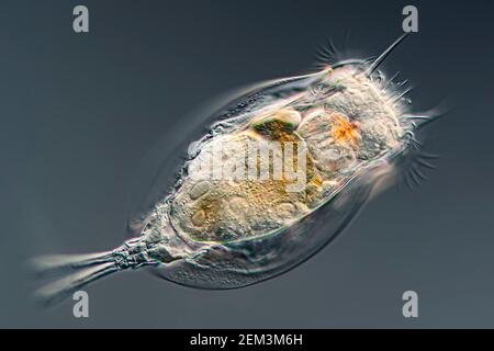 Rotifer (Synchaeta spec.), Differential Interference Contrast Microscope image, Vergrößerung: X 50 bezogen auf 36 mm, Deutschland Stockfoto