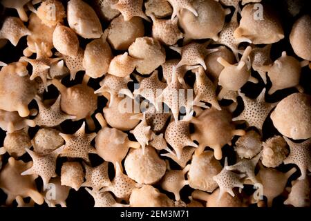 Foraminiferan, Foram (Calcarina spec.), Foraminiferan Sand aus Japan, Lichtmikroskopaufnahme, Vergrößerung: x8 bezogen auf 36mm, Japan Stockfoto