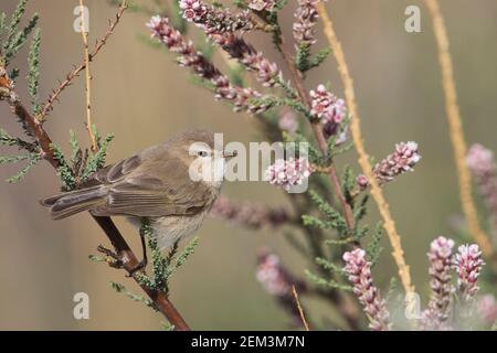 ostschnepfenaff, Bergschnepfenaff (Phylloscopus sindianus, Phylloscopus sindianus sindianus), Sitzhaltung auf einem Zweig, Seitenansicht, Tadschikistan Stockfoto