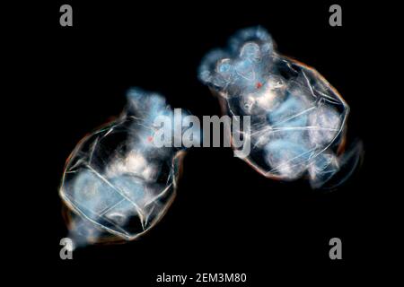 Rotatoren (Rotatoria), mikroskopisches Dunkelfeld-Bild, Vergrößerung x100 bezogen auf 35 mm Stockfoto