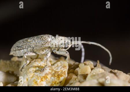 Langhornkäfer (Niphona indica), auf Wüstenboden stehend, Seitenansicht, Oman Stockfoto