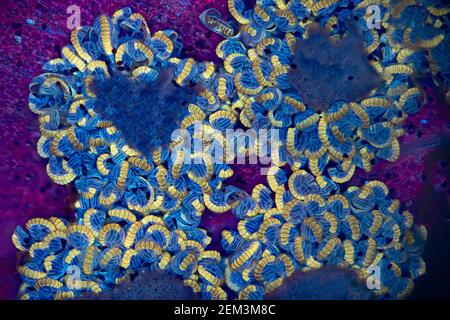 Farn Sporangia, fluoreszierendes Bild, UV-Anregung, mikroskopisches Bild, Vergrößerung x16 bezogen auf 35 mm, Deutschland Stockfoto