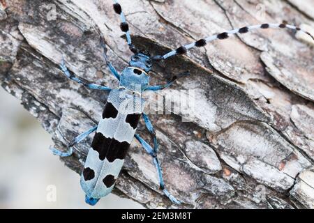 Rosalia longicorn (Rosalia alpina), sitzt auf Totholz, Deutschland, Bayern Stockfoto