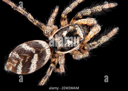 zebrapullover (Salticus scenicus), Draufsicht eines Zebrapulvers, Makroaufnahme, Vergrößerung x12 bezogen auf 35 mm, Deutschland Stockfoto