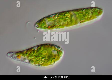 Euglenoid-Flagellat (Euglena gracilis), Differential Interference Contrast Microscope image, Vergrößerung: X250 bezogen auf 35 mm, Deutschland Stockfoto