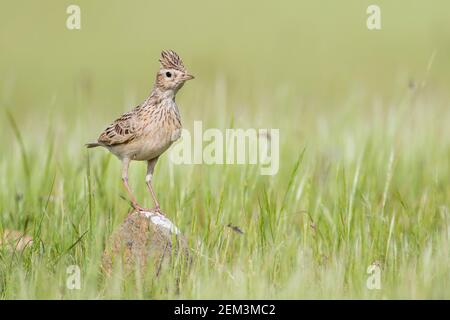 Orientalische Himmelslerche, Orientalische Feldlerche (Alauda gulgula inconsticua, Alauda inconsticua), Männchen auf hohem Gras auf einem Stein, Tadschikistan Stockfoto