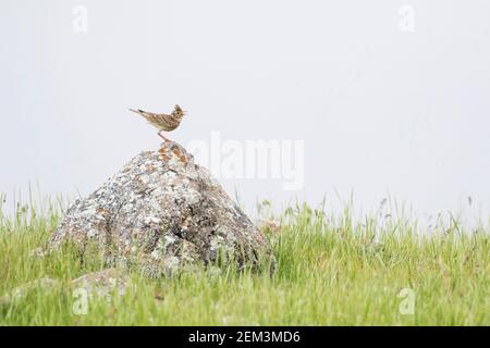 Orientalische Himmelslerche, Orientalische Feldlerche (Alauda gulgula inconsticua, Alauda inconsticua), männliche Barschen singen auf hohem Gras auf einem Felsbrocken, Tadschikistan Stockfoto