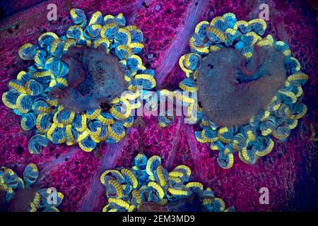 Farn Sporangia, fluoreszierendes Bild, UV-Anregung, mikroskopisches Bild, Vergrößerung x16 bezogen auf 35 mm, Deutschland Stockfoto