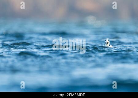 smow (Mergellus albellus, Mergus albellus), erwachsener Mann, der an einem windigen Tag in einem See schwimmt, Deutschland Stockfoto