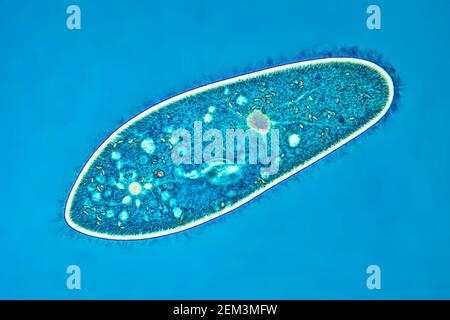 Pantoffel-Animalkule (Paramecium caudatum), Phasenkontrast-MRT-Bild, Vergrößerung x80 bezogen auf 35mm, Deutschland Stockfoto