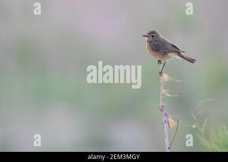 Harter-Steinechat (Saxicola caprata rossorum, Saxicola rossorum), adultes Weibchen, Tadschikistan Stockfoto