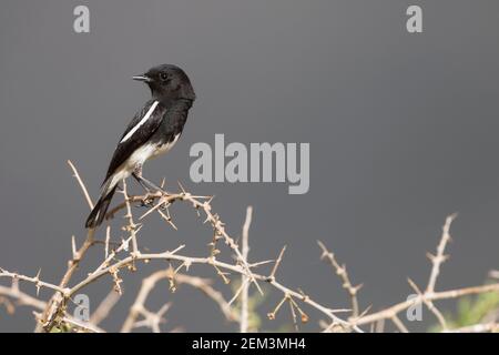 Harter-Steinechat (Saxicola caprata rossorum, Saxicola rossorum), erwachsenes Männchen, Tadschikistan Stockfoto