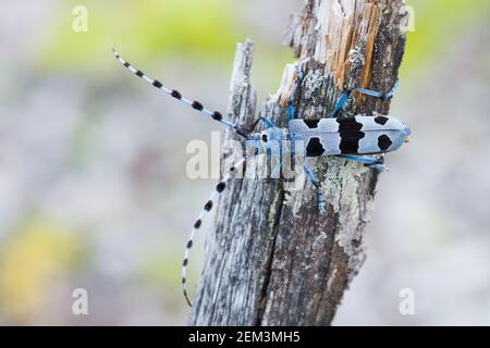 Rosalia longicorn (Rosalia alpina), sitzt auf Totholz, Deutschland, Bayern Stockfoto