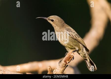 Palestine Sonnenvogel, Orangetufter Sonnenvogel, Orangetufter Sonnenvogel (Cinnyris osea), Weibchen auf einem Ast, Seitenansicht, Oman Stockfoto