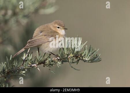 östlicher Riff-Spreu, Berg-Riff-Spreu (Phylloscopus sindianus, Phylloscopus sindianus sindianus), Sitzhaltung im Busch, Seitenansicht, Tadschikistan Stockfoto