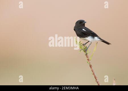 Harter-Steinechat (Saxicola caprata rossorum, Saxicola rossorum), erwachsenes Männchen, Tadschikistan Stockfoto