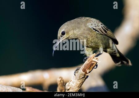 Palestine Sonnenvogel, Orangetufted Sonnenvogel, Orangetufted Sonnenvogel (Cinnyris osea), Weibchen auf einem Zweig, Oman Stockfoto