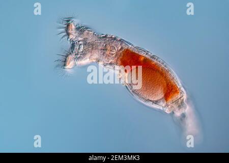 Rother (Philodina roseola), Differential Interference Contrast Microscope image, Vergrößerung: X 50 bezogen auf 36 mm, Deutschland Stockfoto