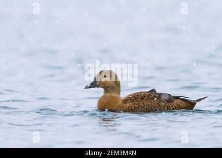 Königeider (Somateria spectabilis), Erwachsene Frau schwimmt während des Schnees., Norwegen Stockfoto