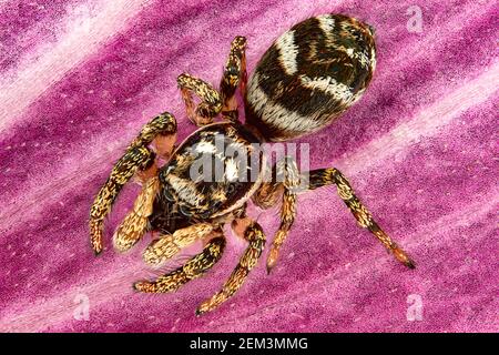 zebrapullover (Salticus scenicus), Draufsicht eines Zebrapulvers, Makroaufnahme, Vergrößerung x12 bezogen auf 35 mm, Deutschland Stockfoto