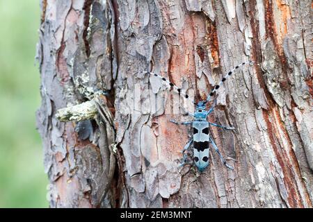 Rosalia longicorn (Rosalia alpina), sitzt auf einem Baumstamm, Deutschland, Bayern Stockfoto