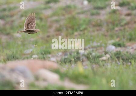 Orientalische Himmelslerche, Orientalische Feldlerche (Alauda gulgula inconsticua, Alauda inconsticua), im Flug Bodennähe, Seitenansicht, Tadschikistan Stockfoto