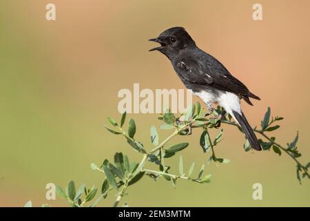 Harter-Steinechat (Saxicola caprata rossorum, Saxicola rossorum), Erwachsene singende männliche Person, Tadschikistan Stockfoto