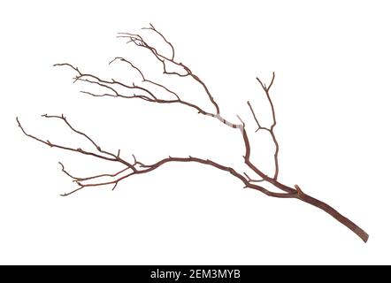 Platanenbaum oder Platanus-Zweig isoliert auf weißem Hintergrund. Stockfoto