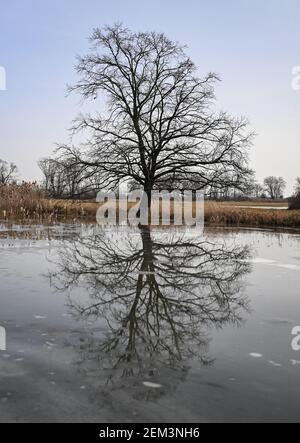 24. Februar 2021, Brandenburg, Kienitz: Ein Baum spiegelt sich im nassen Eis auf den von den Winterfluten überschwemmten Wiesen in der Nähe der deutsch-polnischen Grenze oder im Oderbruch. Foto: Patrick Pleul/dpa-Zentralbild/ZB Stockfoto