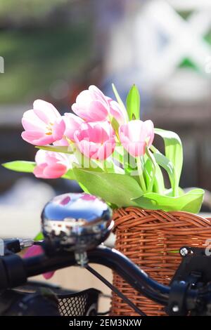 Schöne rosa Tulpen Blumen in einem Wickery Fahrradkorb - Frühlingsstimmung Stockfoto