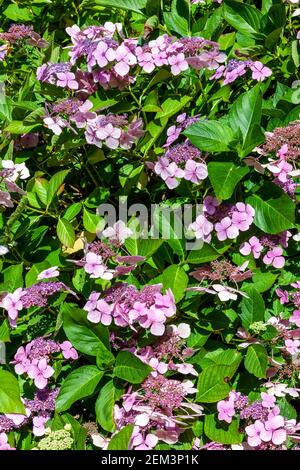 Hortensia eine Sommer-Lacecap blühende Strauchpflanze mit einer lila rosa Sommerblüte, die von Juni bis August geöffnet ist, Stock Foto Bild Stockfoto