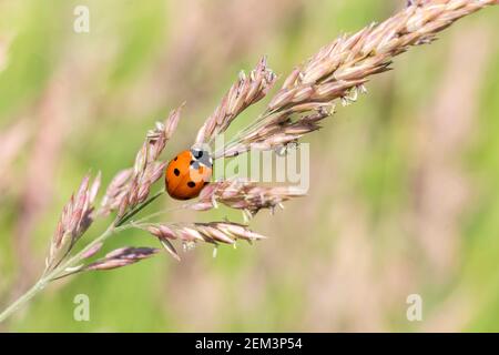 Marienkäfer, (coccinella septempunctata) ein Rotkäferinsekt mit sieben Flecken, die im Sommer auf einem Grassamen-Pflanzenstamm ruhen und allgemein als Marienkäfer bekannt sind Stockfoto