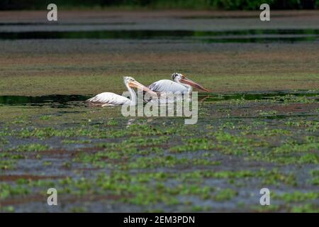 Zwei Fleckpelikan (Pelecanus philippensis) auch als grauer Pelikan in einem See bei kanyakumari, tamil nadu bekannt Stockfoto