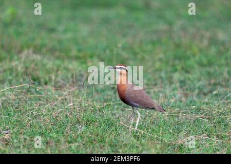 Ein indischer Courser am Boden und Fütterung in tamil nadu Stockfoto